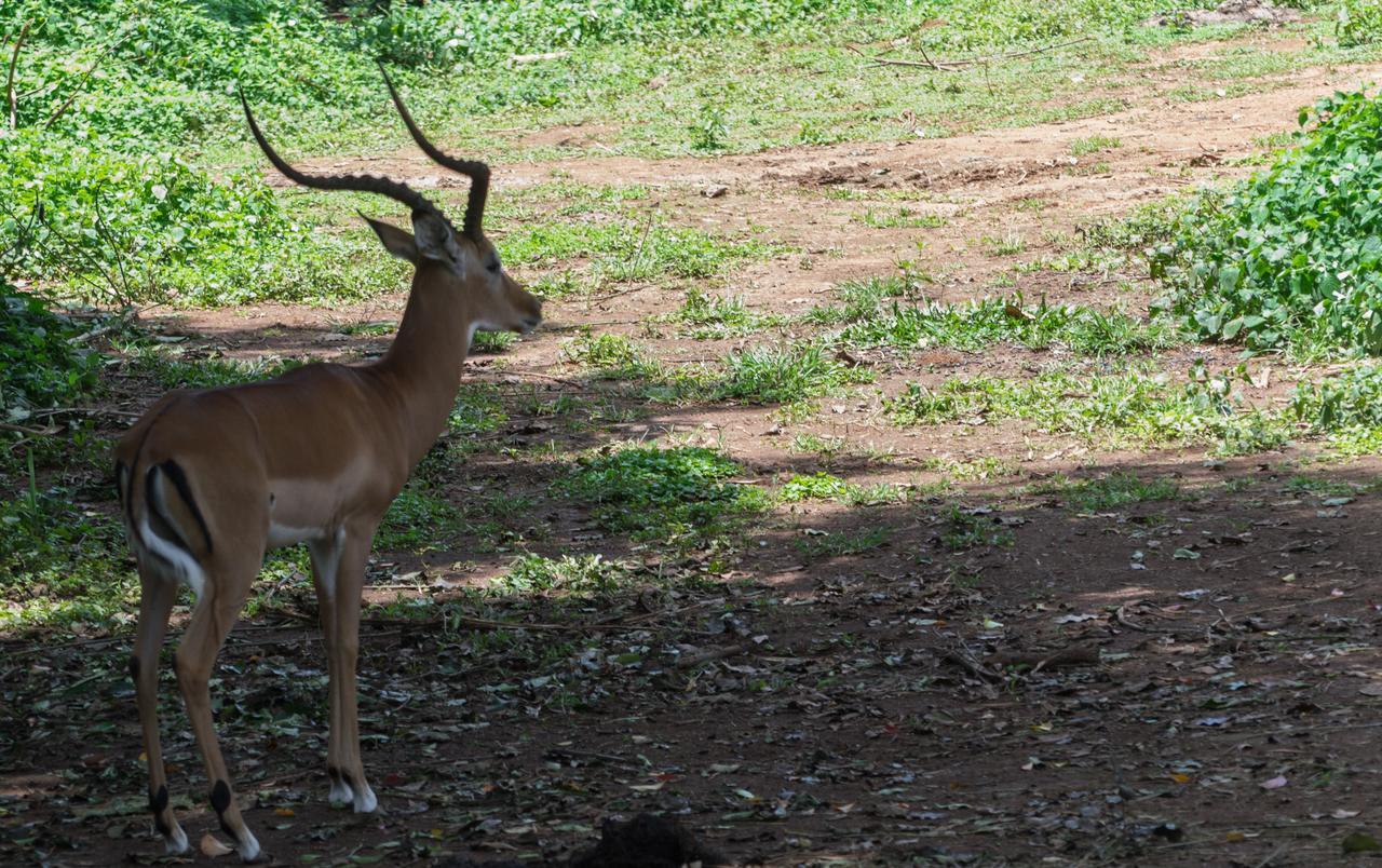 Buvi Lodge Limited Entebbe Kültér fotó