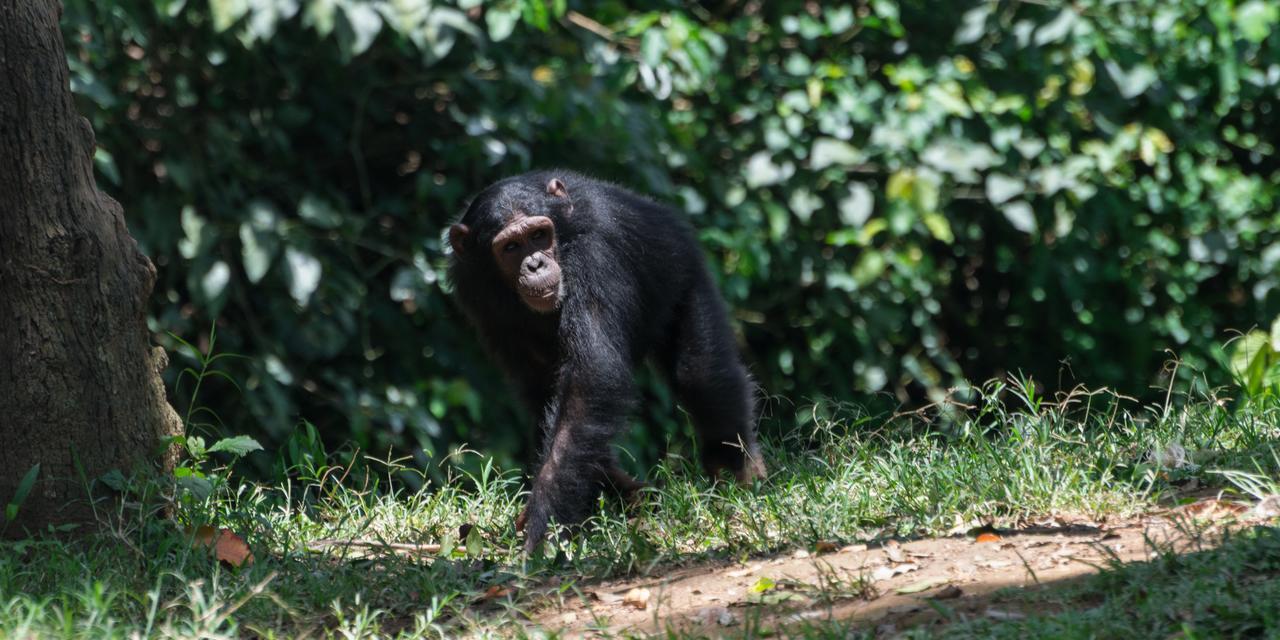 Buvi Lodge Limited Entebbe Kültér fotó